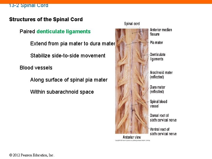 13 -2 Spinal Cord Structures of the Spinal Cord Paired denticulate ligaments Extend from