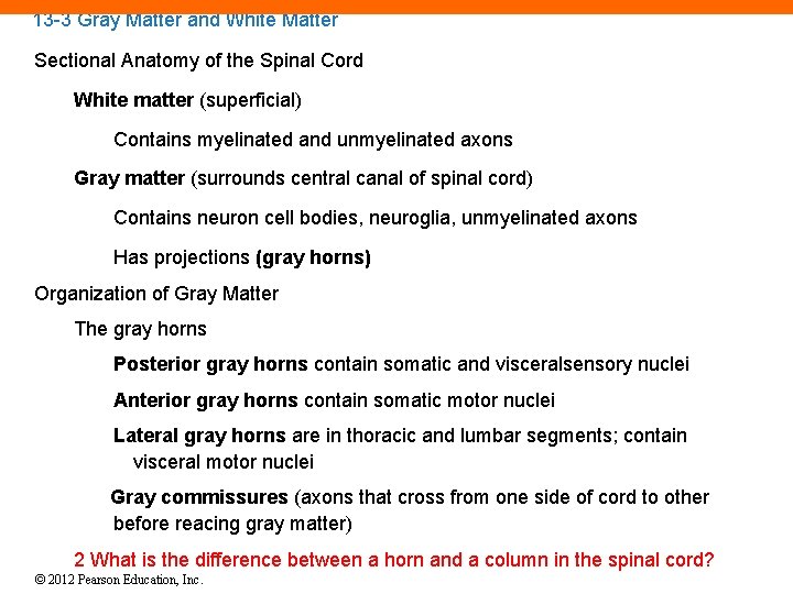 13 -3 Gray Matter and White Matter Sectional Anatomy of the Spinal Cord White