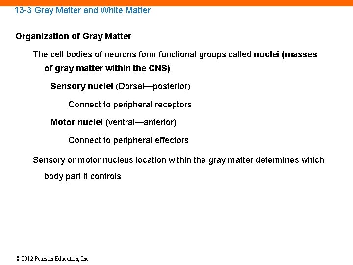 13 -3 Gray Matter and White Matter Organization of Gray Matter The cell bodies