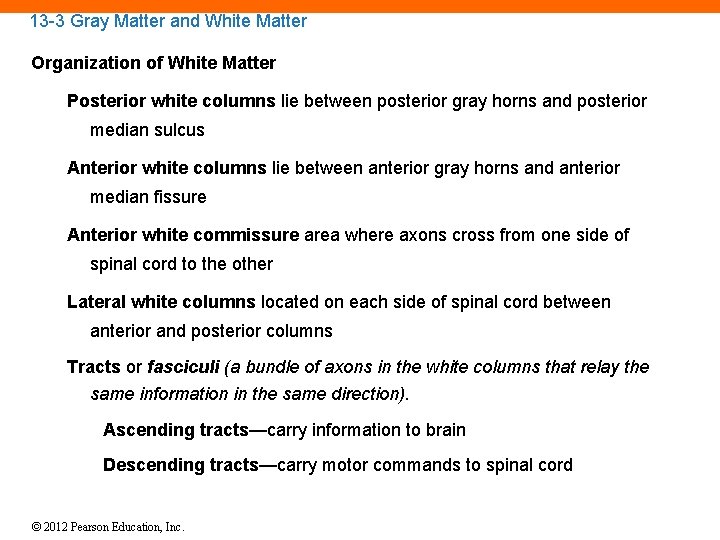 13 -3 Gray Matter and White Matter Organization of White Matter Posterior white columns
