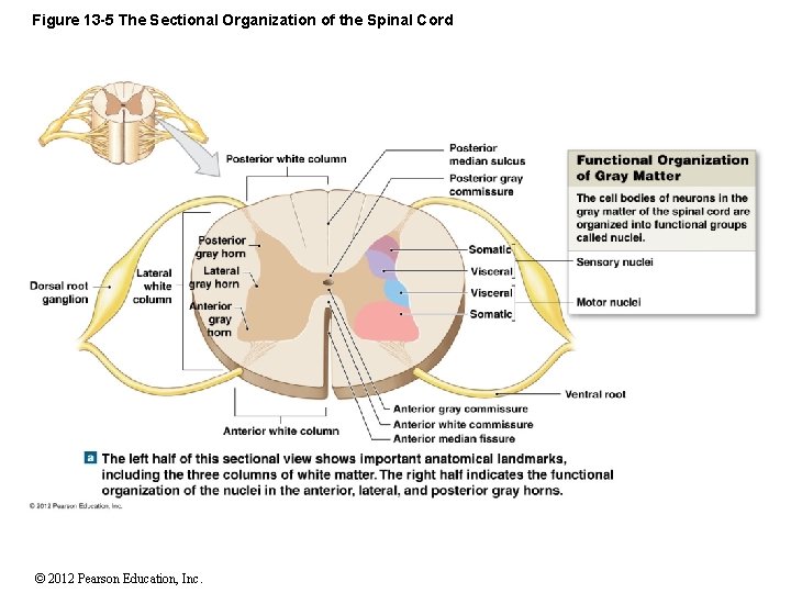 Figure 13 -5 The Sectional Organization of the Spinal Cord © 2012 Pearson Education,