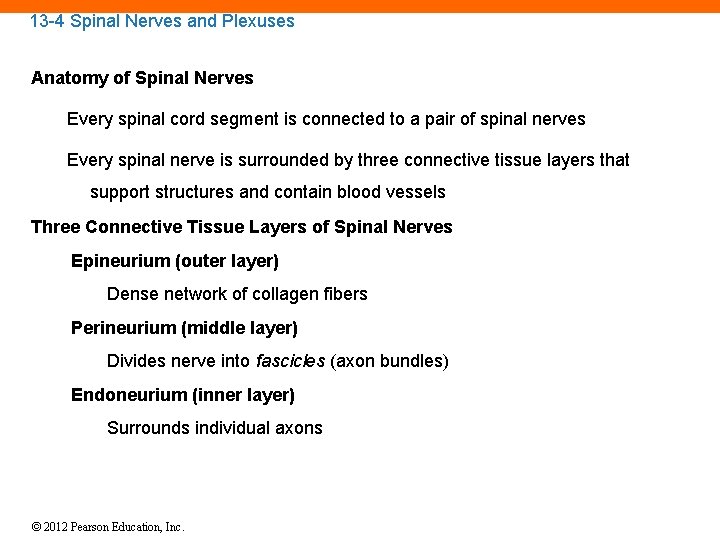 13 -4 Spinal Nerves and Plexuses Anatomy of Spinal Nerves Every spinal cord segment