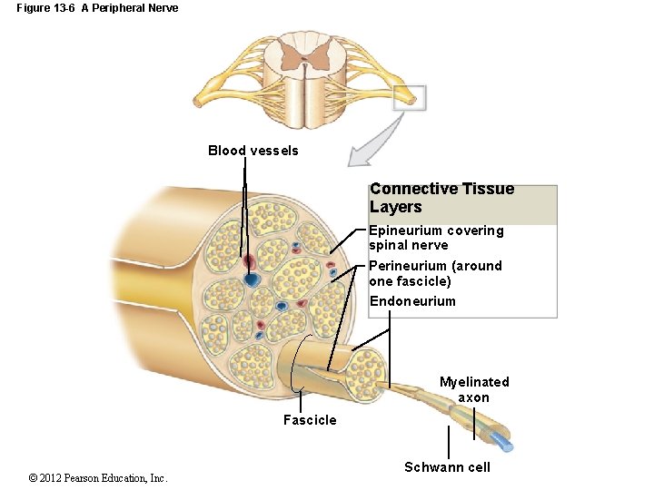 Figure 13 -6 A Peripheral Nerve Blood vessels Connective Tissue Layers Epineurium covering spinal