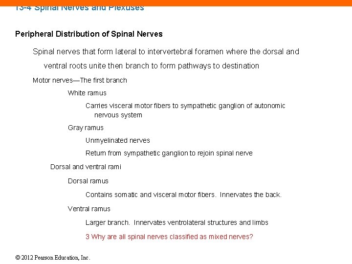 13 -4 Spinal Nerves and Plexuses Peripheral Distribution of Spinal Nerves Spinal nerves that