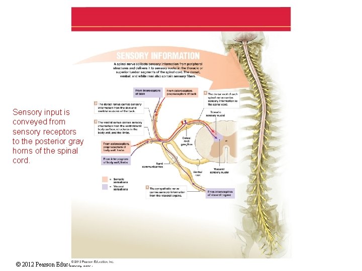 Sensory input is conveyed from sensory receptors to the posterior gray horns of the