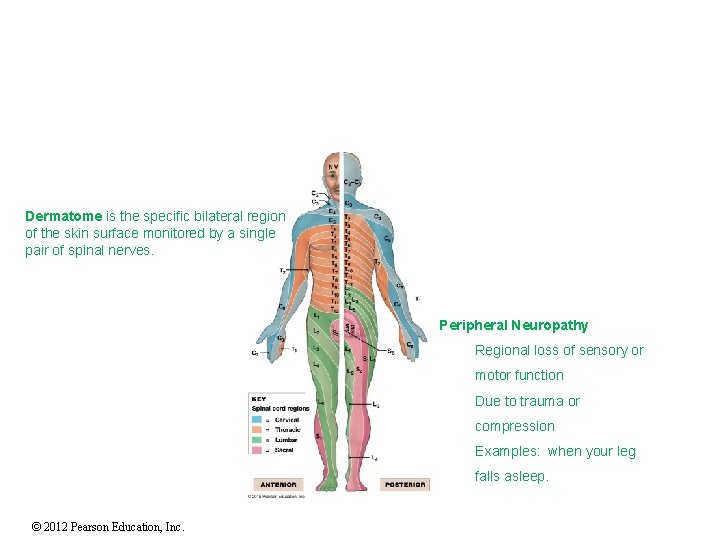 Dermatome is the specific bilateral region of the skin surface monitored by a single