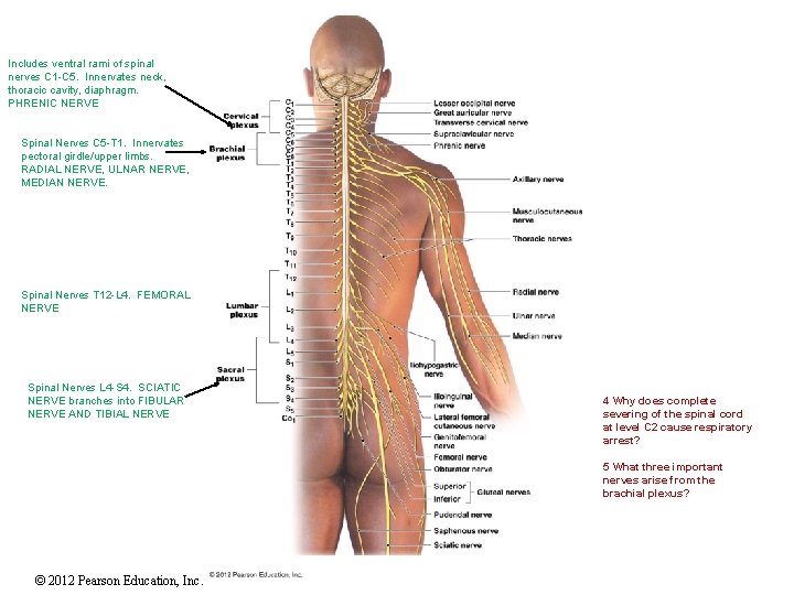Includes ventral rami of spinal nerves C 1 -C 5. Innervates neck, thoracic cavity,