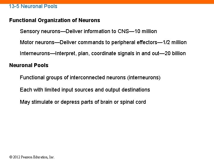 13 -5 Neuronal Pools Functional Organization of Neurons Sensory neurons—Deliver information to CNS— 10