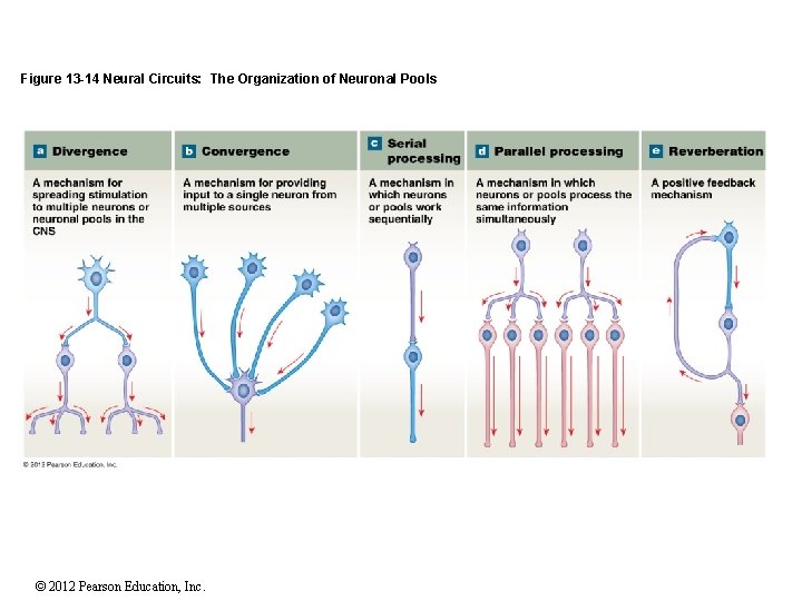 Figure 13 -14 Neural Circuits: The Organization of Neuronal Pools © 2012 Pearson Education,