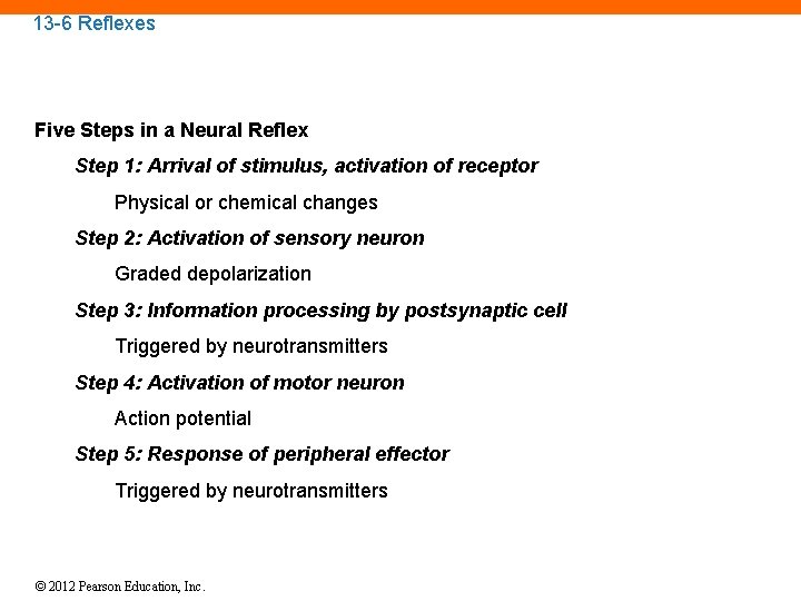 13 -6 Reflexes Five Steps in a Neural Reflex Step 1: Arrival of stimulus,
