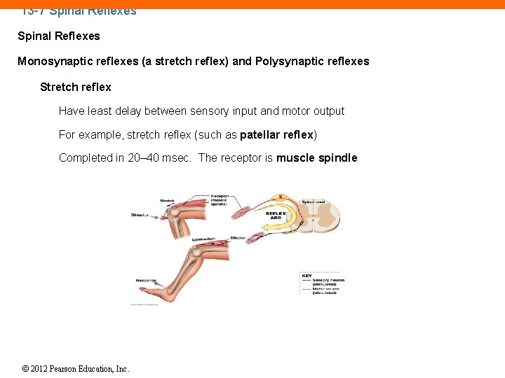 13 -7 Spinal Reflexes Monosynaptic reflexes (a stretch reflex) and Polysynaptic reflexes Stretch reflex