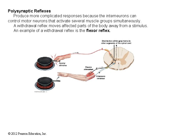 Polysynaptic Reflexes Produce more complicated responses because the interneurons can control motor neurons that