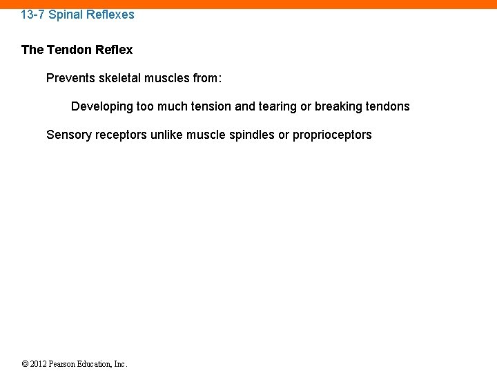 13 -7 Spinal Reflexes The Tendon Reflex Prevents skeletal muscles from: Developing too much