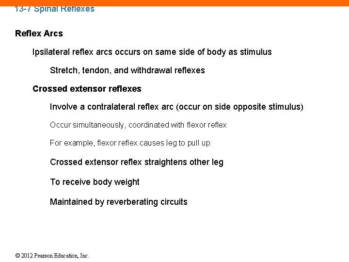 13 -7 Spinal Reflexes Reflex Arcs Ipsilateral reflex arcs occurs on same side of