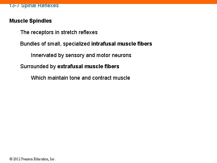 13 -7 Spinal Reflexes Muscle Spindles The receptors in stretch reflexes Bundles of small,