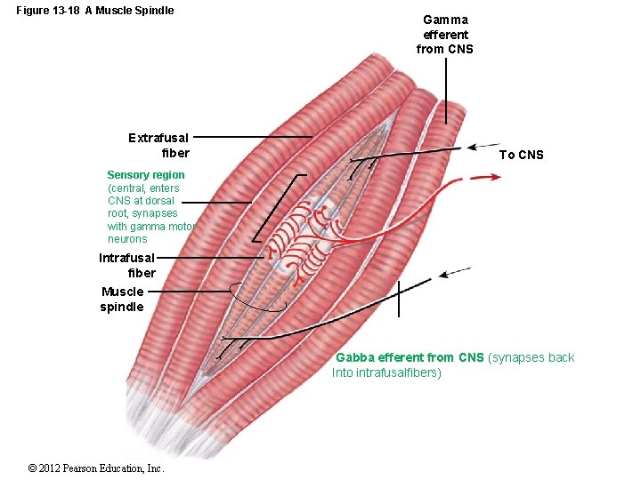 Figure 13 -18 A Muscle Spindle Extrafusal fiber Gamma efferent from CNS To CNS