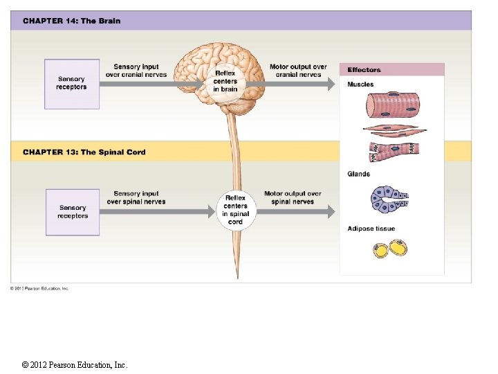 © 2012 Pearson Education, Inc. 