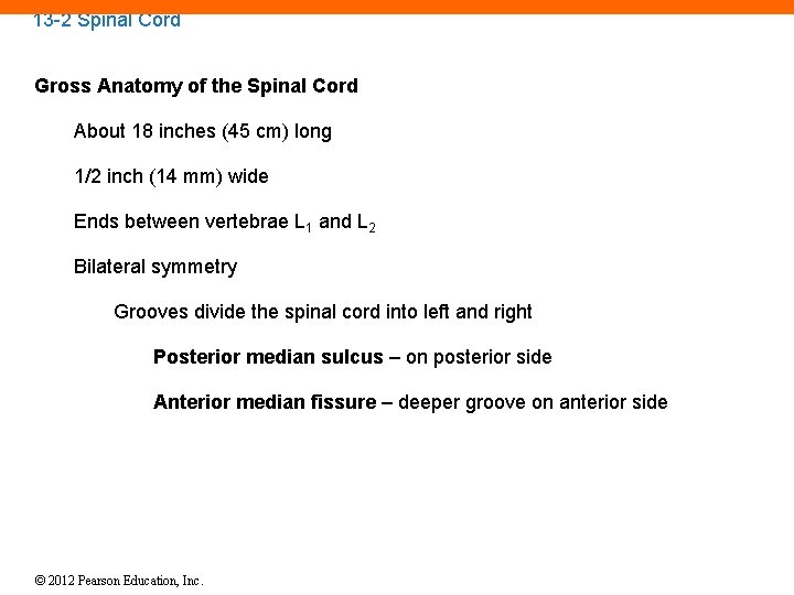 13 -2 Spinal Cord Gross Anatomy of the Spinal Cord About 18 inches (45