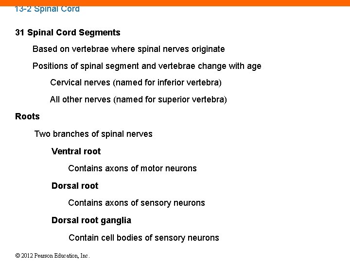 13 -2 Spinal Cord 31 Spinal Cord Segments Based on vertebrae where spinal nerves