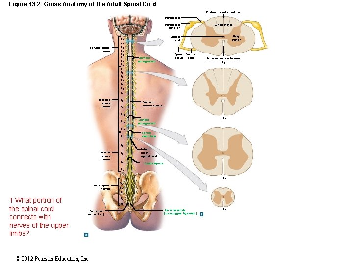 Figure 13 -2 Gross Anatomy of the Adult Spinal Cord Posterior median sulcus Dorsal