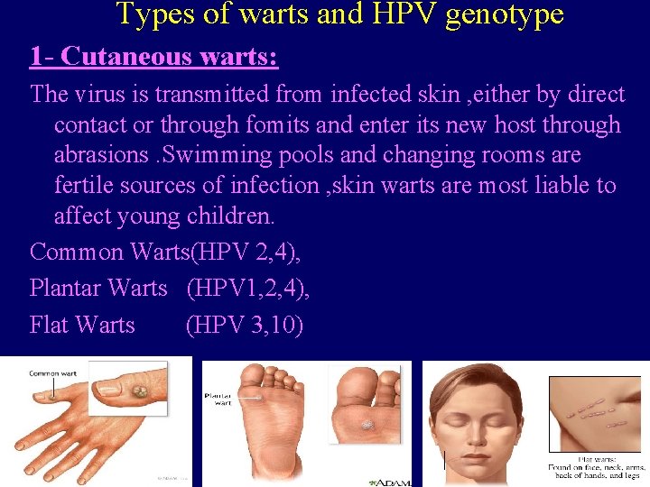 Types of warts and HPV genotype 1 - Cutaneous warts: The virus is transmitted