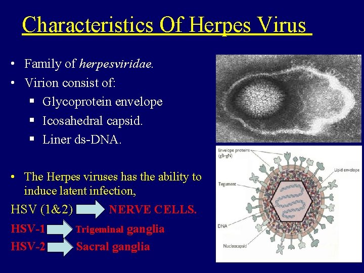 Characteristics Of Herpes Virus • Family of herpesviridae. • Virion consist of: § Glycoprotein