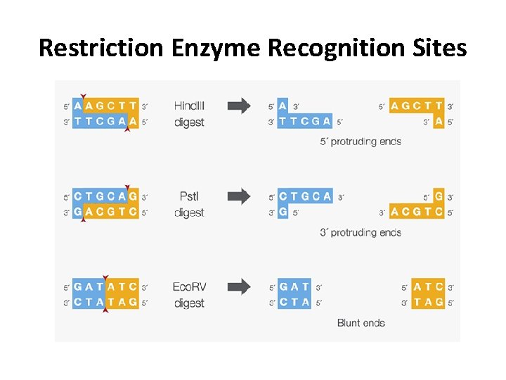 Restriction Enzyme Recognition Sites 