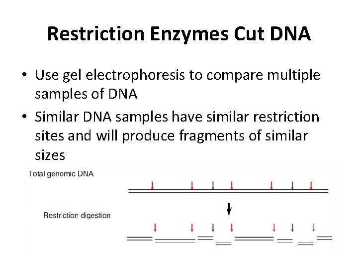 Restriction Enzymes Cut DNA • Use gel electrophoresis to compare multiple samples of DNA Restriction Enzymes Cut DNA • Use gel electrophoresis to compare multiple samples of DNA