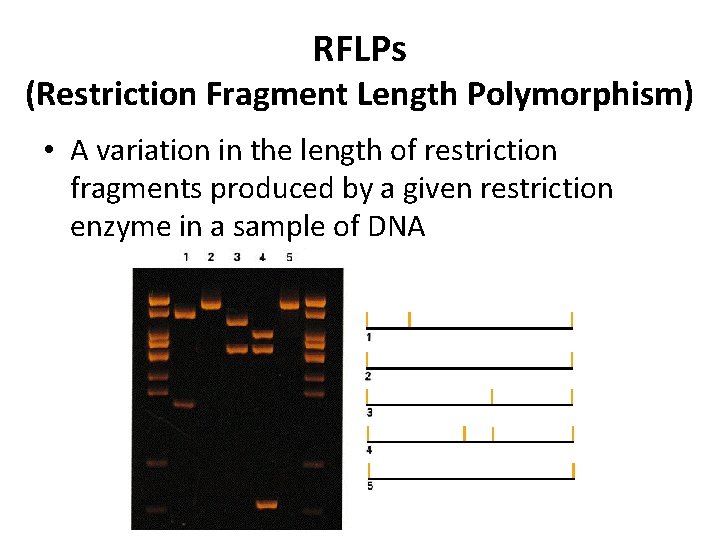 RFLPs (Restriction Fragment Length Polymorphism) • A variation in the length of restriction fragments RFLPs (Restriction Fragment Length Polymorphism) • A variation in the length of restriction fragments