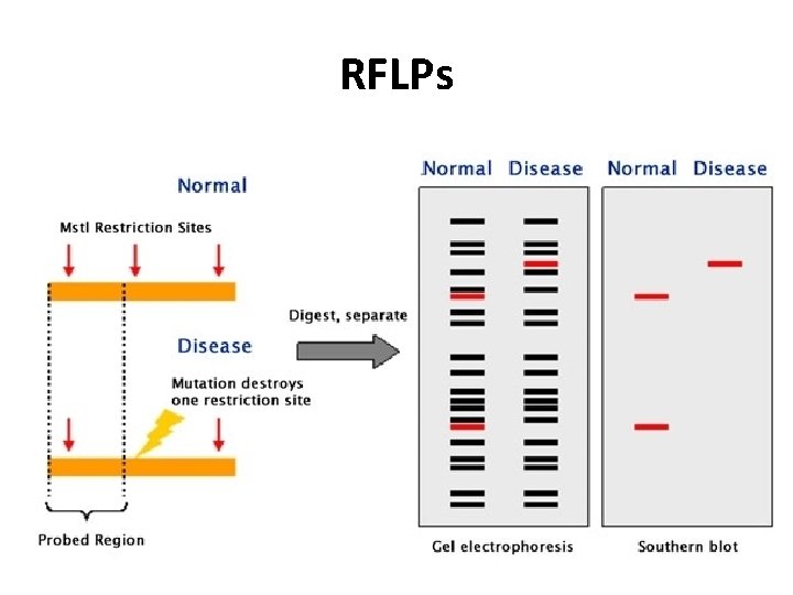 RFLPs 