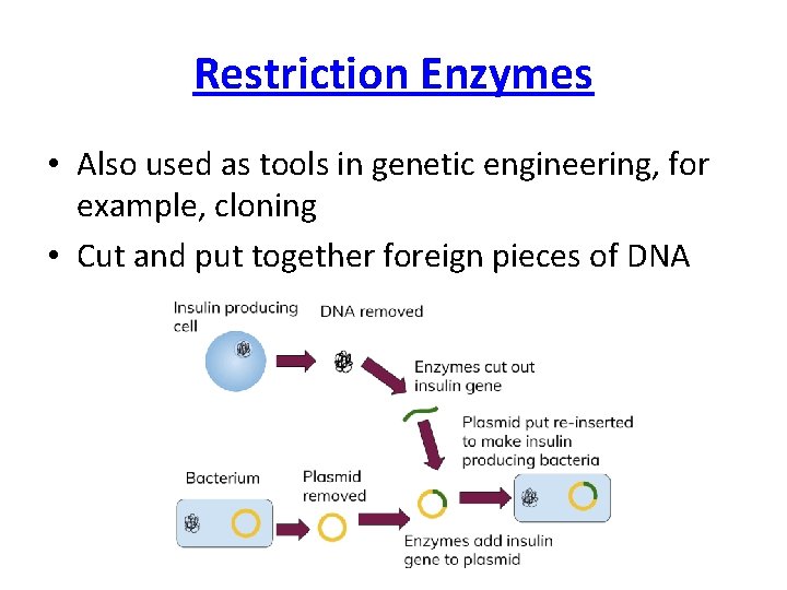 Restriction Enzymes • Also used as tools in genetic engineering, for example, cloning • Restriction Enzymes • Also used as tools in genetic engineering, for example, cloning •
