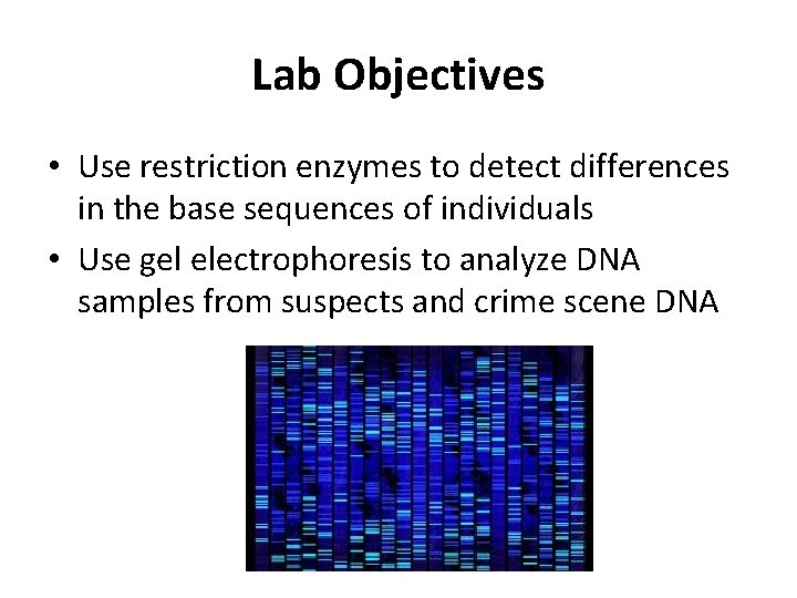 Lab Objectives • Use restriction enzymes to detect differences in the base sequences of