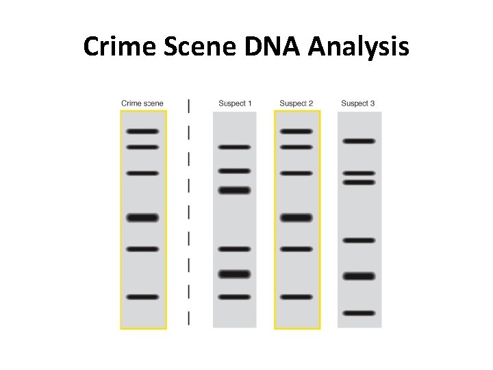 Crime Scene DNA Analysis  Crime Scene DNA Analysis