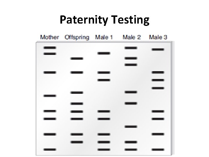 Paternity Testing  Paternity Testing