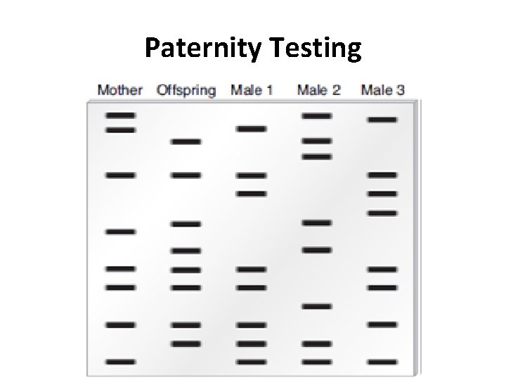 Paternity Testing 