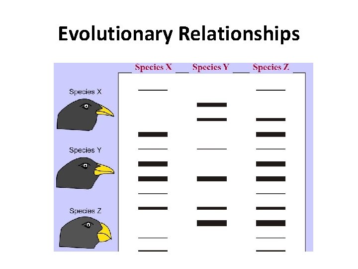 Evolutionary Relationships  Evolutionary Relationships