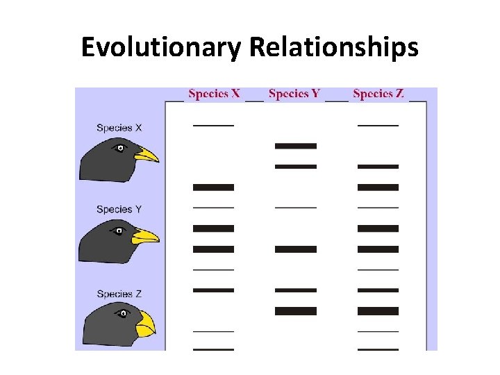 Evolutionary Relationships 
