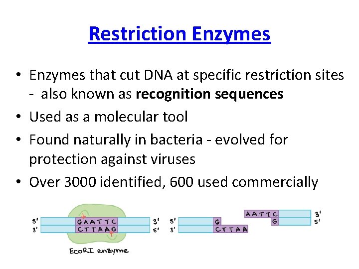 Restriction Enzymes • Enzymes that cut DNA at specific restriction sites - also known