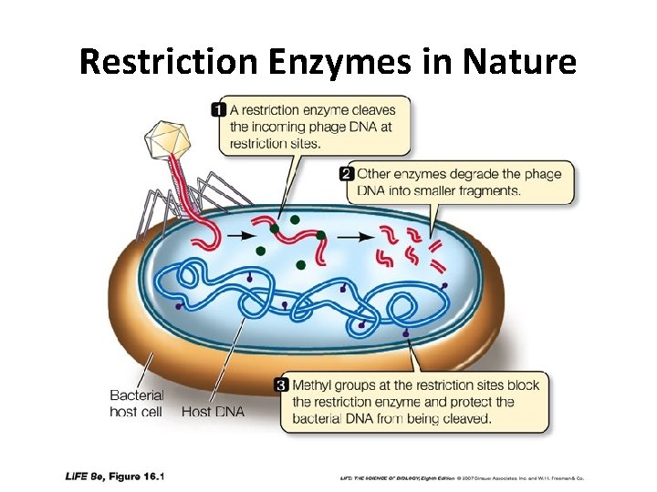 Restriction Enzymes in Nature  Restriction Enzymes in Nature
