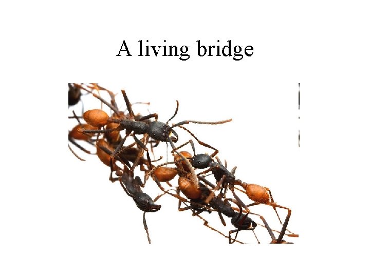 A living bridge 