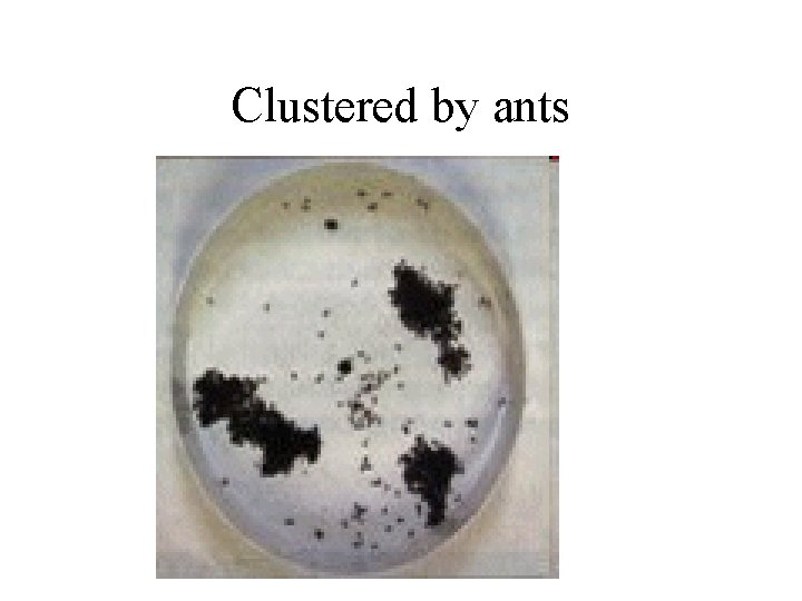 Clustered by ants 