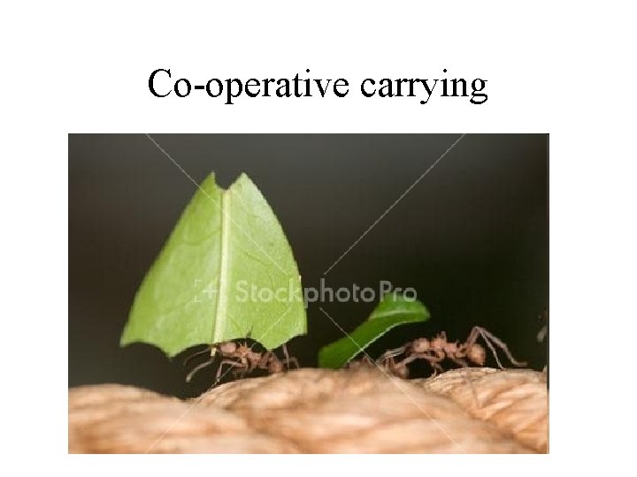 Co-operative carrying 