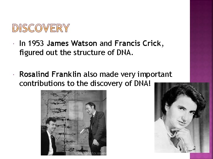  In 1953 James Watson and Francis Crick, figured out the structure of DNA.