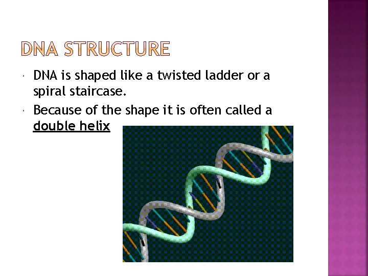  DNA is shaped like a twisted ladder or a spiral staircase. Because of