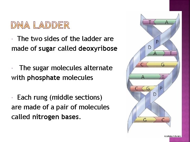 The two sides of the ladder are made of sugar called deoxyribose The sugar