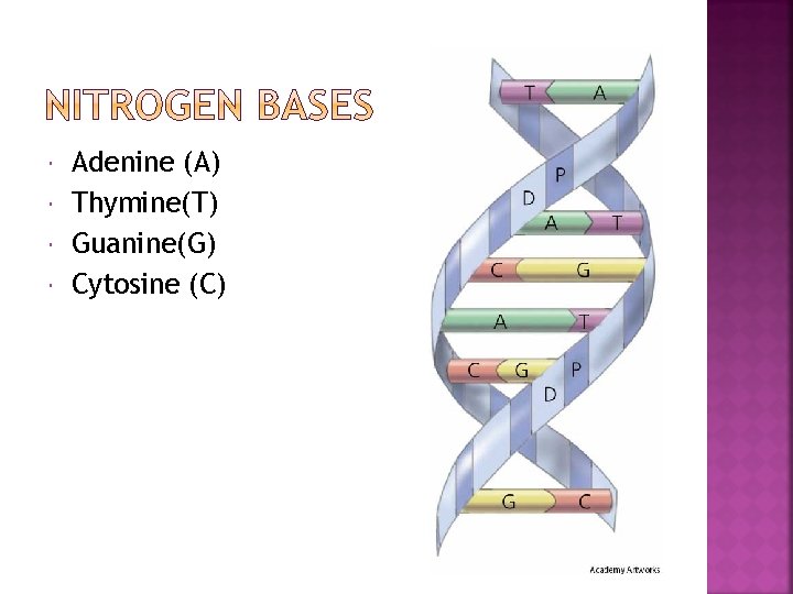  Adenine (A) Thymine(T) Guanine(G) Cytosine (C) 