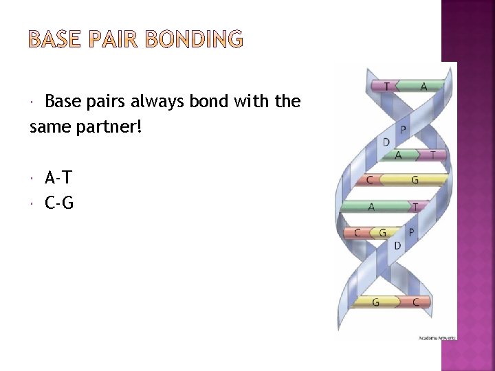 Base pairs always bond with the same partner! A-T C-G 