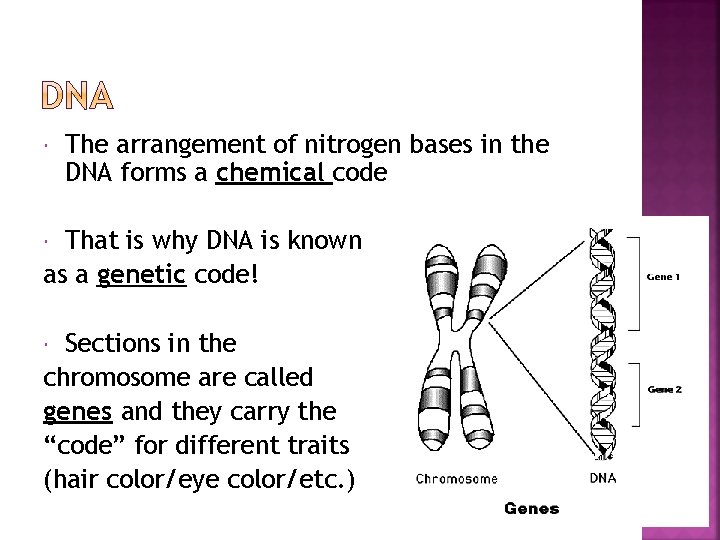  The arrangement of nitrogen bases in the DNA forms a chemical code That