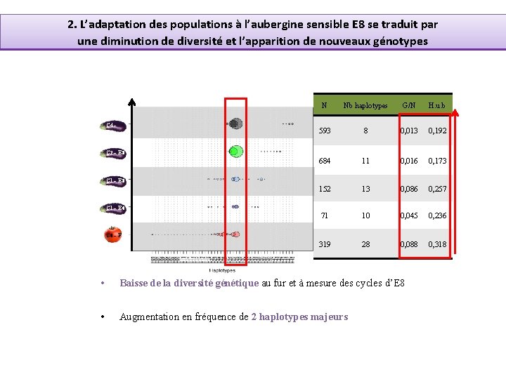 2. L’adaptation des populations à l’aubergine sensible E 8 se traduit par une diminution