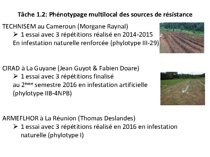 Tâche 1. 2: Phénotypage multilocal des sources de résistance TECHNISEM au Cameroun (Morgane Raynal)